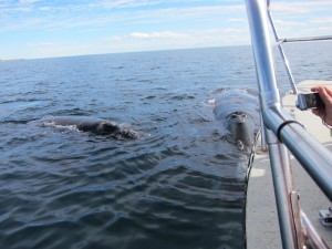 Whale Watching